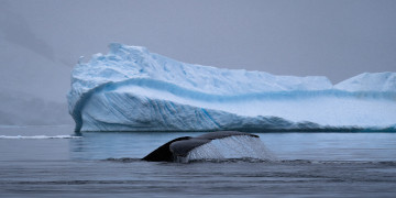 A whale next to an iceberg