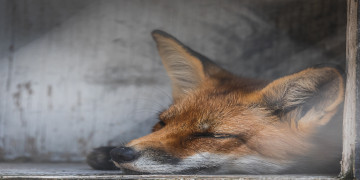 A fox sleeping