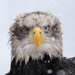 Eagle in the snow