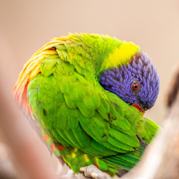 A coloured bird