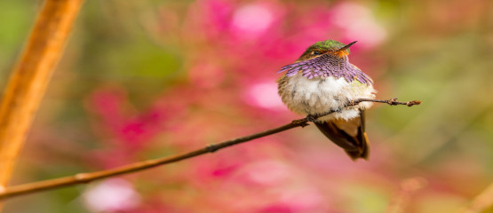 A bird on a branch